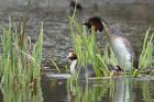 gcGrebe_190313zzzg.jpg