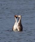 gcGrebe_200109a.jpg