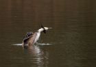 gcGrebe_200310g.jpg