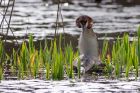 gcGrebe_200312a.jpg