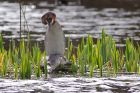 gcGrebe_200312d.jpg