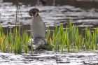 gcGrebe_200312s.jpg