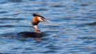 gcGrebe_210310j.jpg