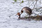 gcGrebe_210511a.jpg