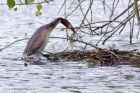 Filename=gcGrebe_210511b.jpg
Filesize=261KB
Dimensions=1000x667
Date added=May 28, 2011 gcGrebe_210511b.jpg