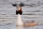 gcGrebe_220316a1.jpg