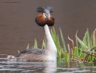 gcGrebe_220316b.jpg