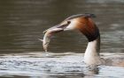 gcGrebe_220316c.jpg