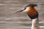 gcGrebe_220316e.jpg