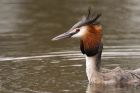 gcGrebe_220316f.jpg