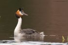 gcGrebe_220316g.jpg