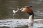 gcGrebe_220316j.jpg