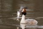 gcGrebe_220316l.jpg