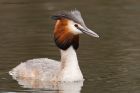 gcGrebe_220316n.jpg