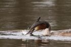 gcGrebe_220316o.jpg