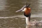 gcGrebe_220316s.jpg