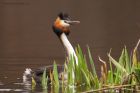 gcGrebe_220316t.jpg