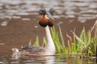 gcGrebe_220316u.jpg