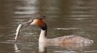 gcGrebe_220316w.jpg