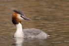 gcGrebe_220316z.jpg