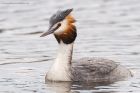 gcGrebe_220316z1.jpg