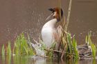 Filename=gcGrebe_220316z10.jpg
Filesize=375KB
Dimensions=1200x800
Date added=Nov 30, 2016 gcGrebe_220316z10.jpg