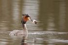 gcGrebe_220316z14.jpg