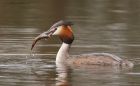 gcGrebe_220316z16.jpg