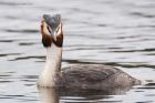 gcGrebe_220316z2.jpg