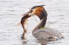 gcGrebe_220316z3.jpg