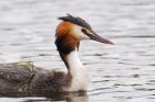 gcGrebe_220316z4.jpg