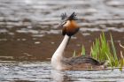 gcGrebe_220316z6.jpg