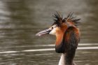 gcGrebe_220316z7.jpg