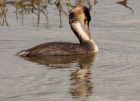 gcGrebe_220908c.jpg