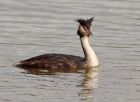 gcGrebe_220908f.jpg