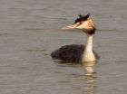 gcGrebe_220908i.jpg