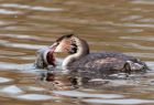 gcGrebe_240109b.jpg