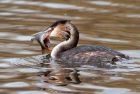 gcGrebe_240109c.jpg