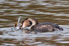 gcGrebe_240109j.jpg