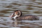 gcGrebe_240109m.jpg