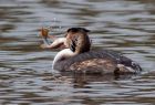 gcGrebe_240109s.jpg