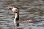 gcGrebe_240109w.jpg