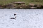 gcGrebe_250212h.jpg