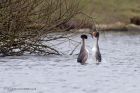 Filename=gcGrebe_250212k.jpg
Filesize=241KB
Dimensions=1000x666
Date added=Feb 28, 2012 gcGrebe_250212k.jpg