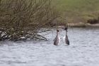 Filename=gcGrebe_250212l.jpg
Filesize=242KB
Dimensions=1000x667
Date added=Feb 28, 2012 gcGrebe_250212l.jpg