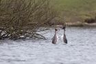 gcGrebe_250212l.jpg