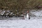 Filename=gcGrebe_250212o.jpg
Filesize=215KB
Dimensions=1000x667
Date added=Feb 28, 2012 gcGrebe_250212o.jpg