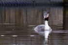 gcGrebe_250212w.jpg