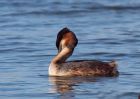 gcGrebe_250309d.jpg