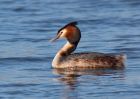 gcGrebe_250309e.jpg